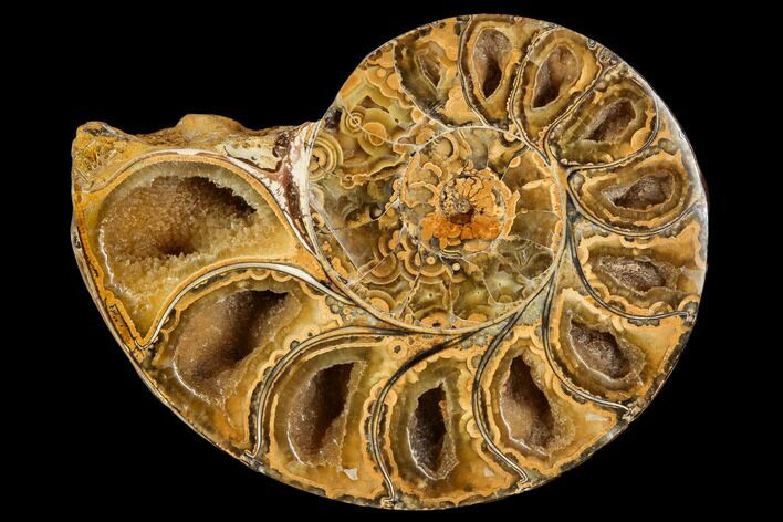 Sliced, Agatized Ammonite Fossil (half) - Jurassic #110733